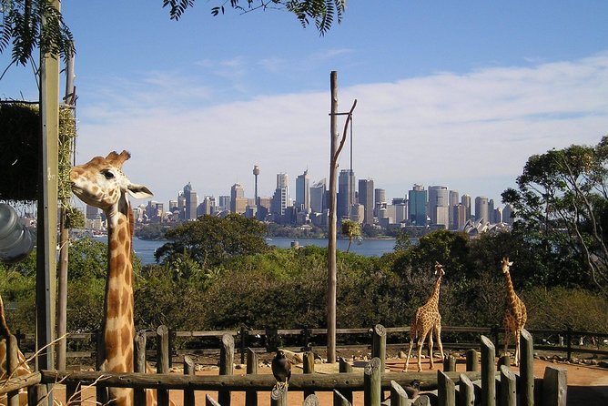 Sydney Taronga Zoo's Aussie Backyard Adventure Tour - Should You Book This Tour? Who It Fits Best