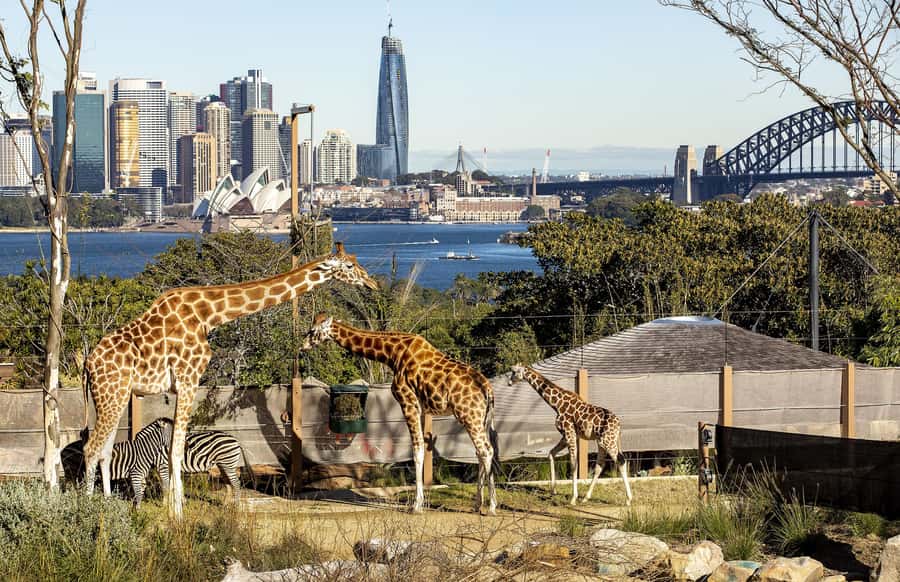 Sydney: Taronga Zoo Ticket with Return Ferry - The Return Ferry: When a Great Day Ends (and How Not to Stress)
