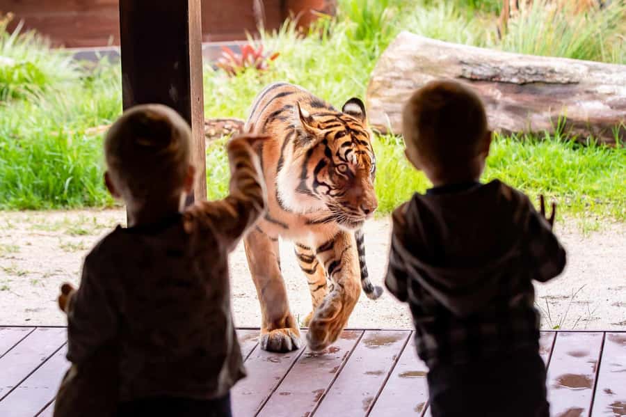Sydney: Taronga Zoo Ticket with Return Ferry - Picking Your Departure Point: Circular Quay vs Darling Harbour