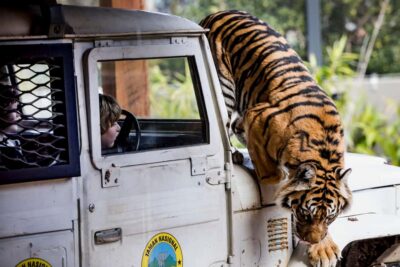 Sydney: Taronga Zoo Ticket with Return Ferry - Collecting Your Ticket at Fantasea (Wharf 6 or Pier 26)