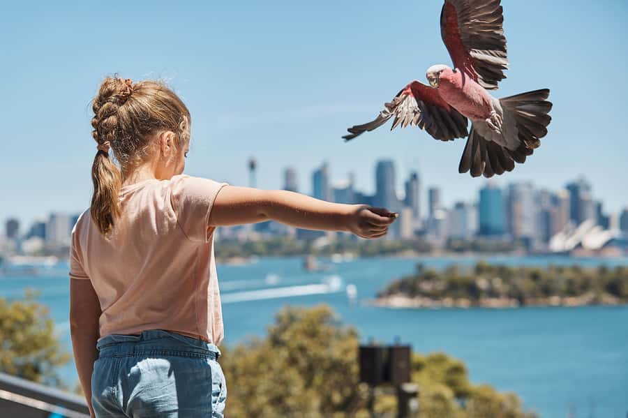 Sydney: Taronga Zoo Ticket with Return Ferry - Taronga Zoo Entry: A Self-Guided Day With Real Structure