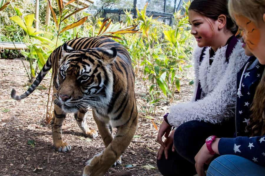 Sydney: Taronga Zoo Ticket with Return Ferry - Food at the Food Market: Good Enough, but Plan for Limited Options