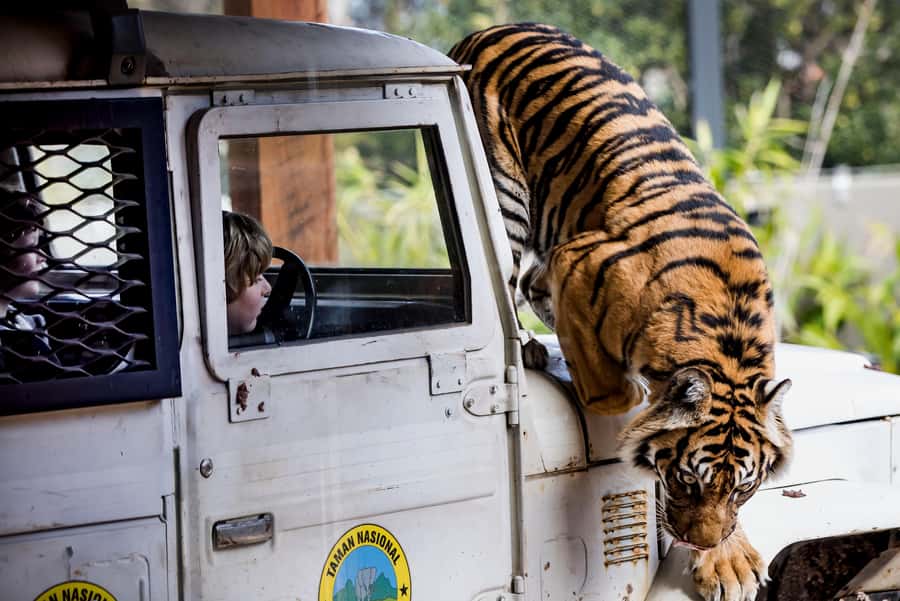 Sydney: Taronga Zoo Ticket with Return Ferry - Collecting Your Ticket at Fantasea (Wharf 6 or Pier 26)
