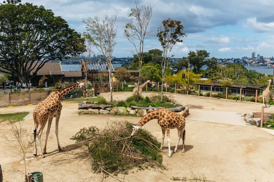Sydney: Taronga Zoo Tickets - Key things to know before you go