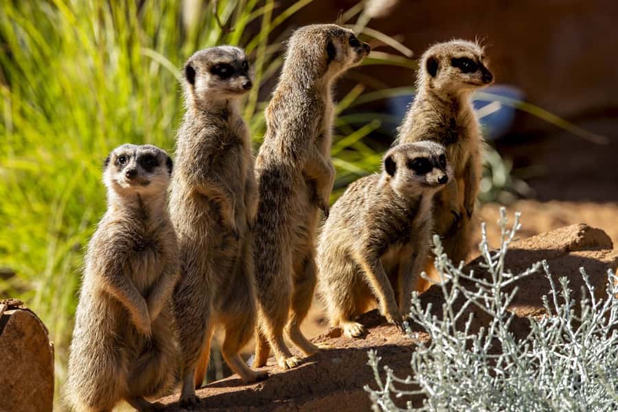 Sydney: Taronga Zoo Tickets - Free Flight Birds and daily presentations: the best time savers
