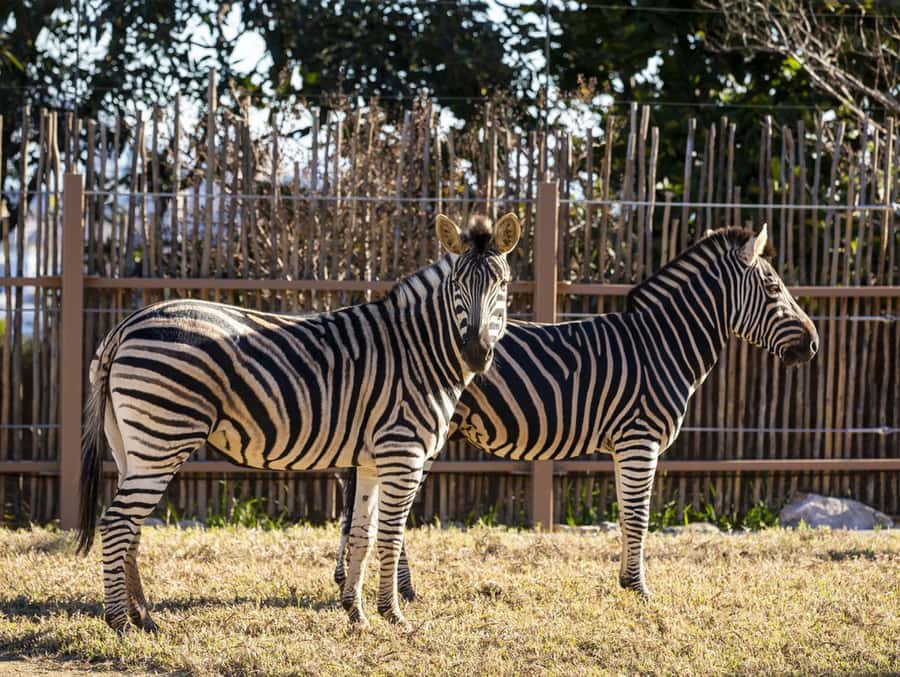 Sydney: Taronga Zoo Tickets - Taronga Zoo from Circular Quay: ferry, bus, and parking in plain terms