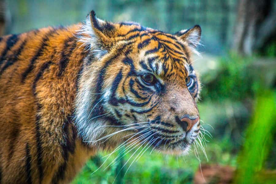 Sydney: Taronga Zoo Tickets - Tackling the zoo: hilly but well-signposted, with an easy uphill start