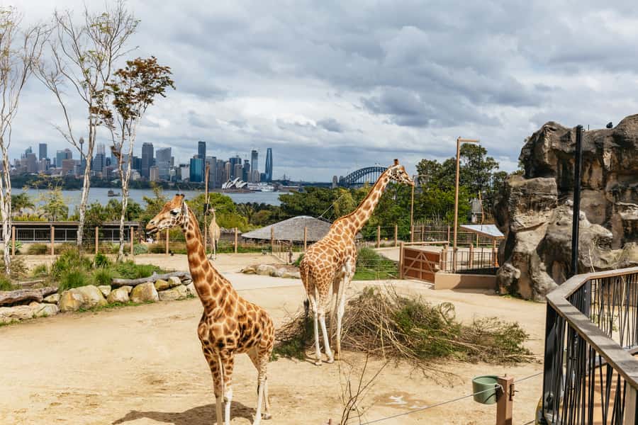 Sydney: Taronga Zoo Tickets - The trails that map your day: from Australian Walkabout to Reptile World