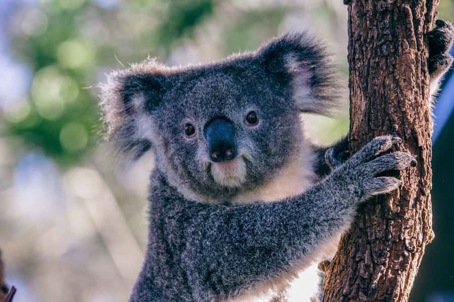 Sydney: Taronga Zoo Tickets - Reptile World and Rainforest Trail: where the day gets surprising