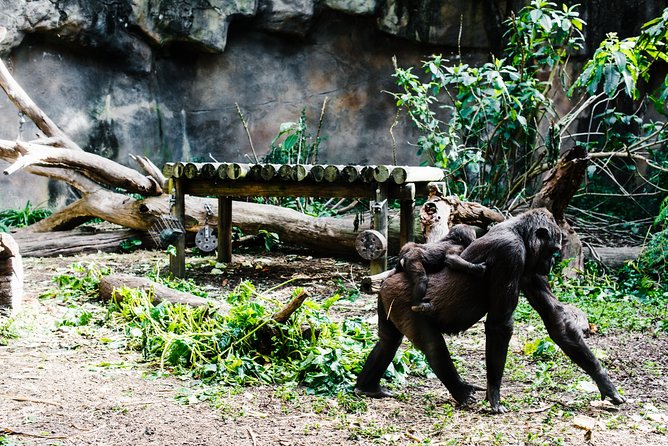 Sydney Taronga Zoo Wild Australia Experience - Getting there: ferry, shuttle, and the Sky Safari cable car option