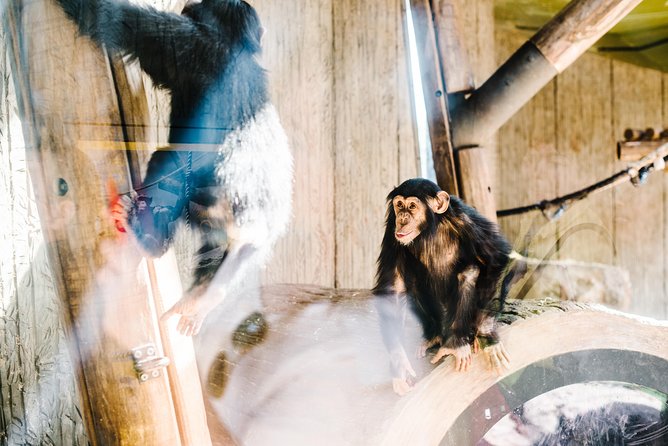 Sydney Taronga Zoo Wild Australia Experience - All-day access: turning a short tour into a full Taronga day