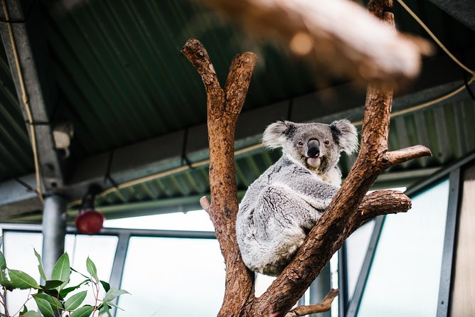 Sydney Taronga Zoo Wild Australia Experience - Price and value: does $129.10 really make sense?