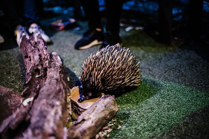 Sydney Taronga Zoo Wild Australia Experience - The 2-hour zookeeper tour: what you do, step by step