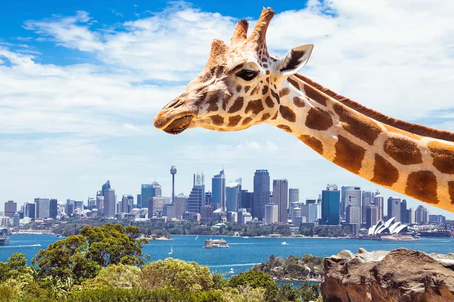 Sydney: Whale Watching Cruise and Taronga Zoo Package - Key details at a glance (what you’re really booking)
