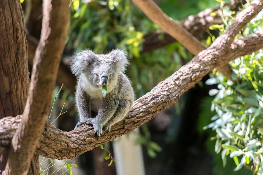 Sydney: Whale Watching Cruise and Taronga Zoo Package - What I’d highlight before you go