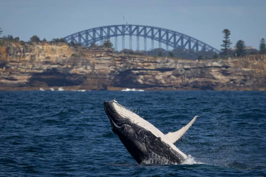 Sydney: Whale Watching Cruise and Taronga Zoo Package - Whale watching expectations: what you can hope to see