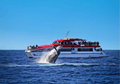 Sydney: Whale Watching Cruise and Taronga Zoo Package - How the Circular Quay whale cruise fits into your day