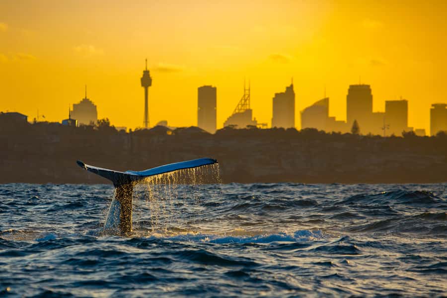 Sydney: Whale Watching Cruise and Taronga Zoo Package - From the boat to Taronga Zoo: a zoo day that matches the coast