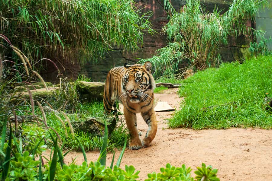 Sydney: Whale Watching Cruise and Taronga Zoo Package - Rocket Ferry return: getting back without fuss