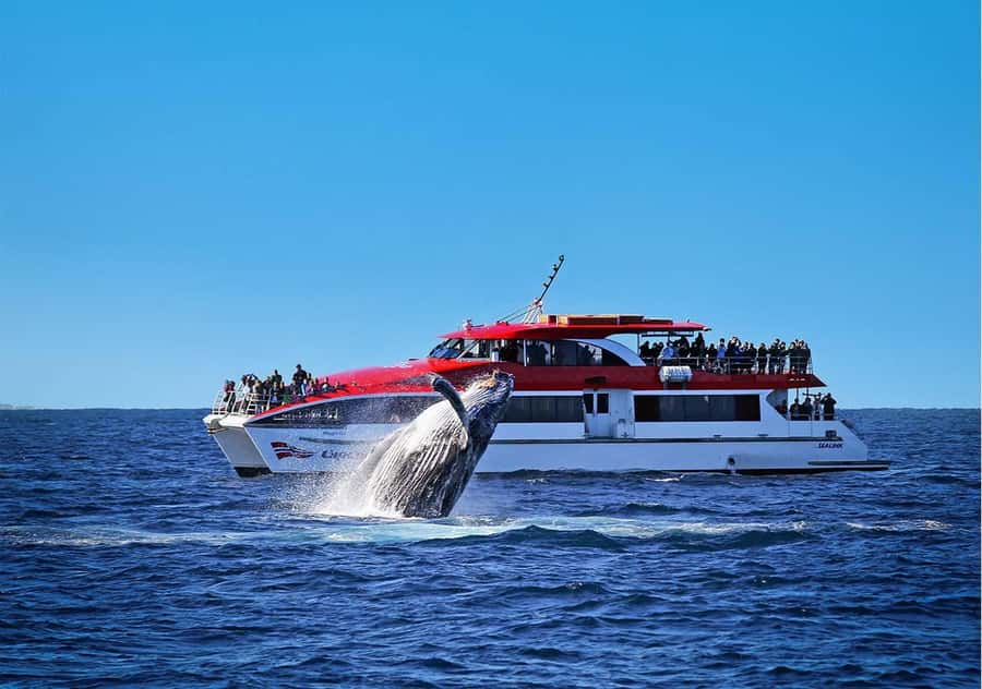 Sydney: Whale Watching Cruise and Taronga Zoo Package - How the Circular Quay whale cruise fits into your day