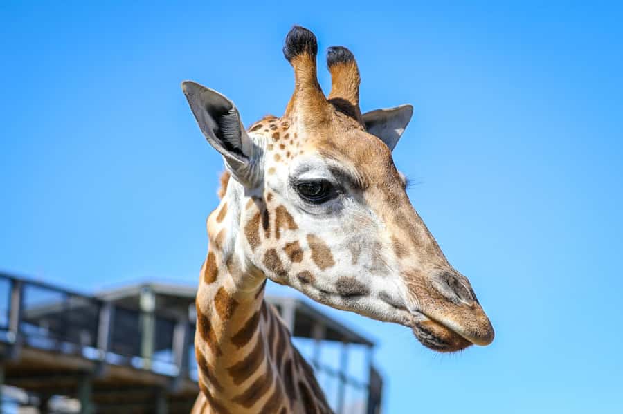 Sydney Zoo Admission Ticket - Key things to notice before you go
