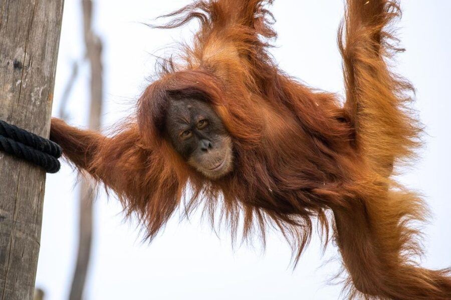 Sydney Zoo Admission Ticket - Comfort tips for a hot day: mist, shade, and dusty paths
