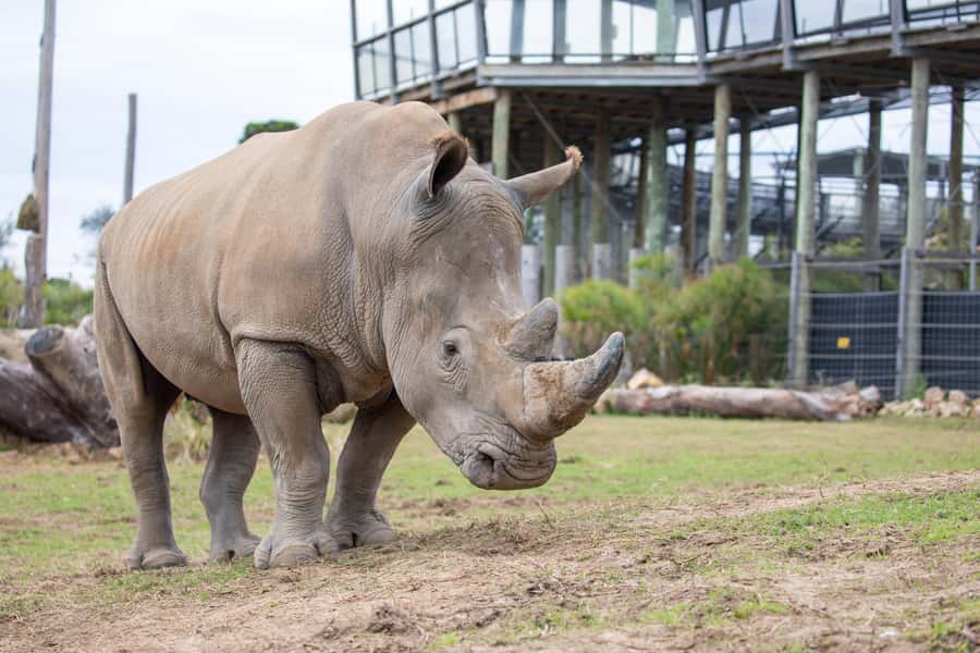 Sydney Zoo Admission Ticket - Sydney Zoo in One Day: How the Day Feels