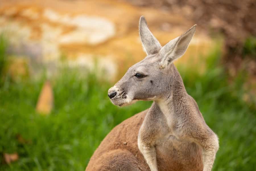 Sydney Zoo Admission Ticket - Bungarribee Dreaming: Aboriginal culture you can actually spend time with