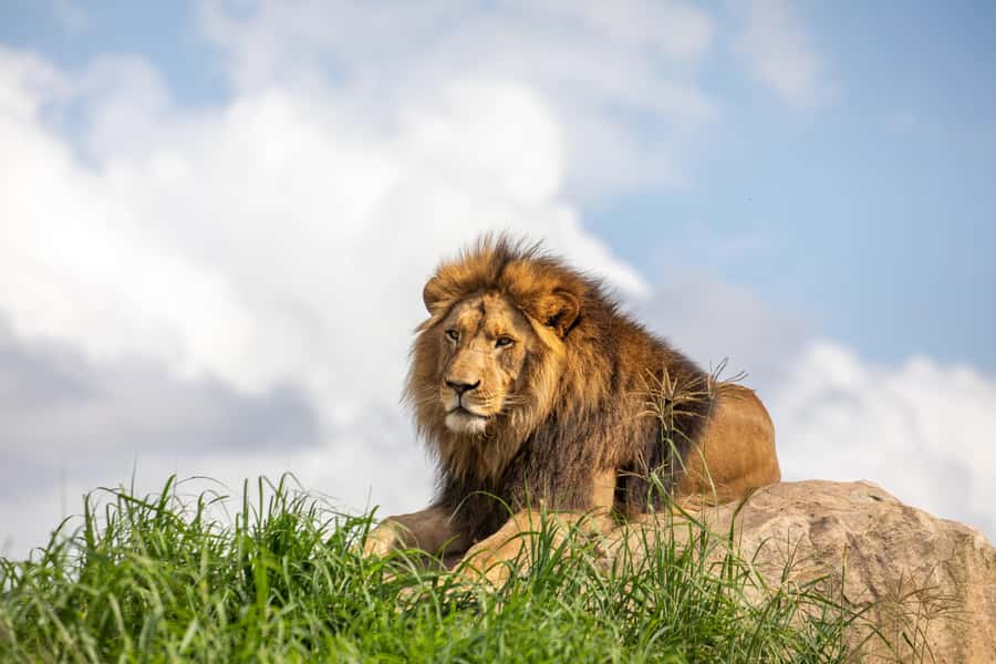 Sydney Zoo Admission Ticket - African Boardwalk: mixed-species savannah viewing that’s easy to enjoy