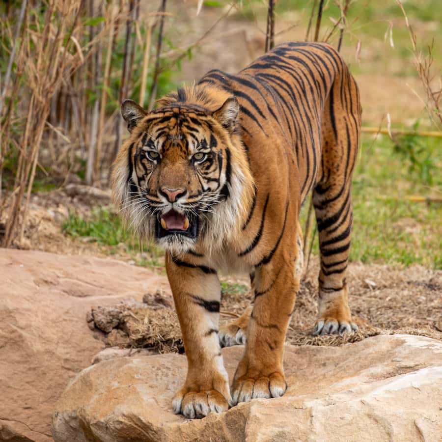 Sydney Zoo Admission Ticket - Primate Boulevard and the south-east Asia route: where the shade and pacing help