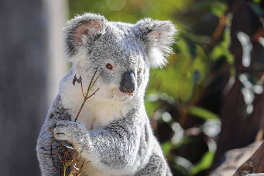 Sydney Zoo Admission Ticket - Reptile & Nocturnal House: the biggest indoor stop for a reason