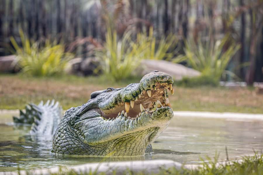 Sydney Zoo Admission Ticket - Animals, conservation, and what your ticket supports