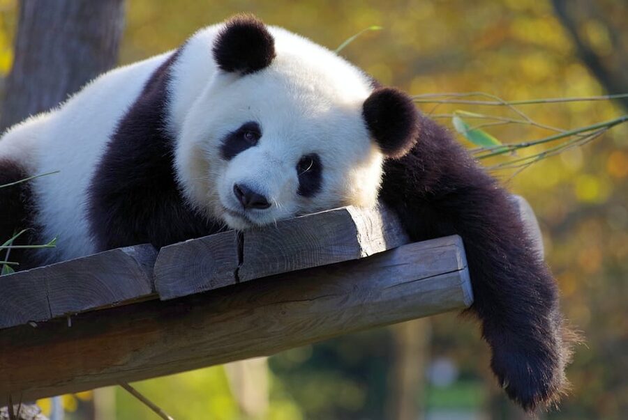 Taipei: Zoo Entrance Ticket - Key points to know before you go