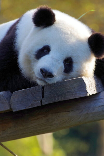 Taipei: Zoo Entrance Ticket - Taipei Zoo: the largest zoo in Asia (and what that means for your day)