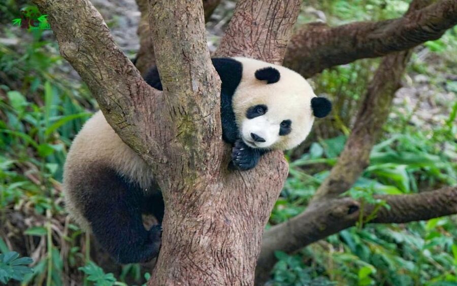 Taipei: Zoo Entrance Ticket - Price and value: why this combo can be a bargain