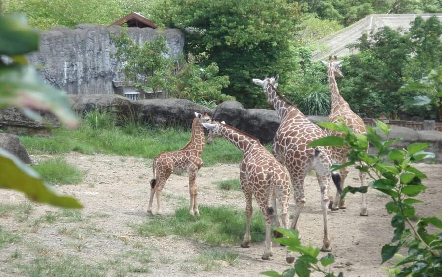 Taipei: Zoo Entrance Ticket - Who should book this combo pass?