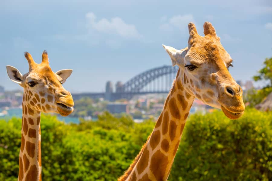 Taronga Zoo Aussie Backyard Adventure - Key moments that make this tour worth your attention