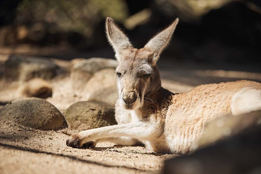 Taronga Zoo Aussie Backyard Adventure - Close encounters: koalas, kangaroos, wallabies, echidnas, and Australian birds