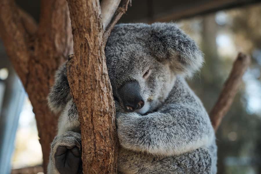 Taronga Zoo Aussie Backyard Adventure - Your 90 minutes on foot: what you’ll do during the Aussie Backyard Adventure