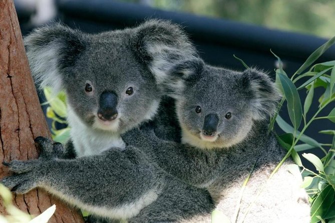 Taronga Zoo Entry & Return Ferry - Sydney Harbour - Key Highlights to Know Before You Go