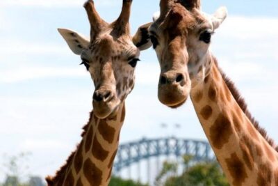 Taronga Zoo Entry & Return Ferry - Sydney Harbour - Taronga Zoo on Your Schedule: How to Plan 4 to 8 Hours