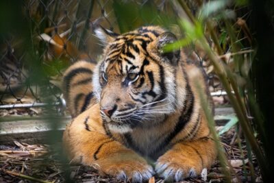 Taronga Zoo Entry & Sydney Harbour 2-Day Hop On Hop Off Cruise - Circular Quay Wharf 6: How the Start Shapes Your Day