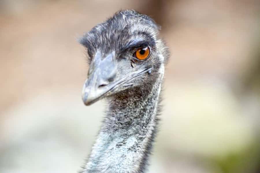 Taronga Zoo Sydney Wild Australia Experience - Key Highlights You’ll Care About