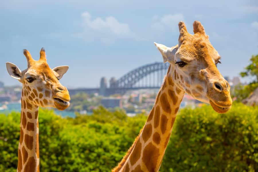 Taronga Zoo Sydney Wild Australia Experience - Where You Start at Taronga Zoo (and How to Not Waste Time)