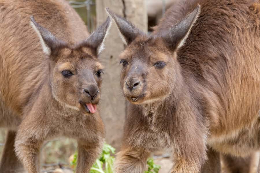 Taronga Zoo Sydney Wild Australia Experience - The Working Food-Preparation Kitchen: Meals With a Purpose