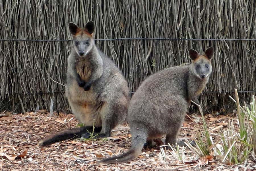 Taronga Zoo Sydney Wild Australia Experience - Koala Encounter: Your Close-Up, Personal Moment