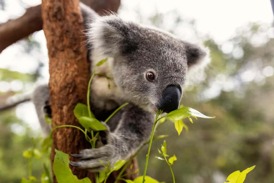 Taronga Zoo Sydney Wild Australia Experience - Time Management: How to Fit Two Hours Into a Full Zoo Day