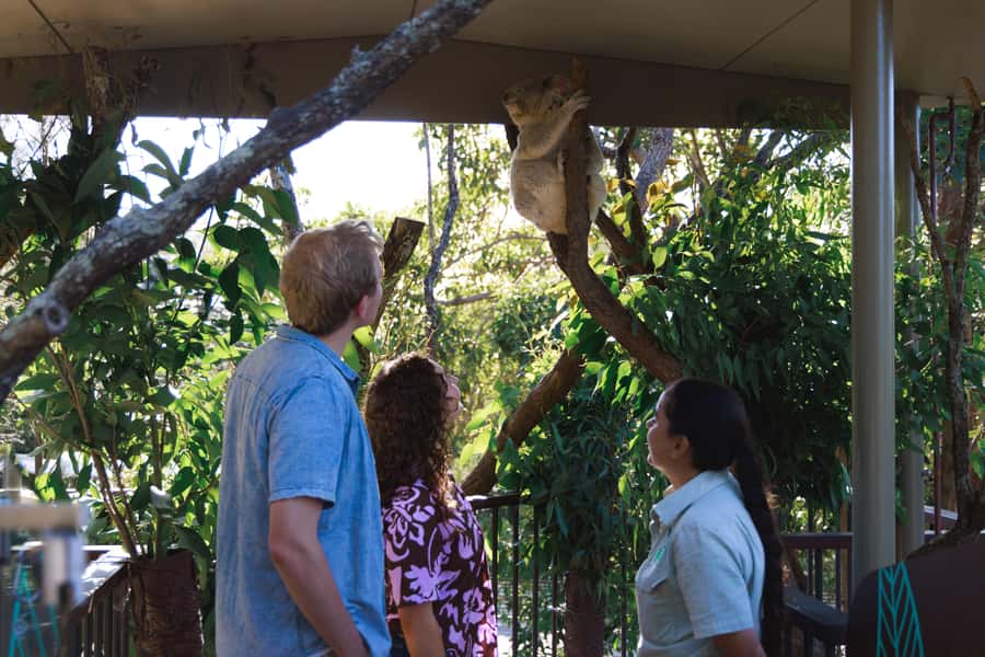 Taronga Zoo Sydney Wild Australia Experience - Why a Keeper-Led Tour Feels Different Than Regular Zoo Entry