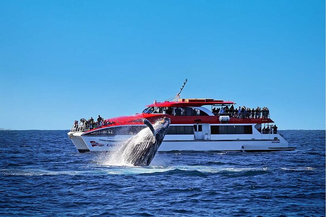 Taronga Zoo & Whale Watching Cruise Combo - Sydney Harbour - Quick takeaways before you go