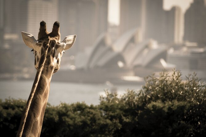 Taronga Zoo & Whale Watching Cruise Combo - Sydney Harbour - Sydney Harbour ferry scenery: bridge and Opera House from the water